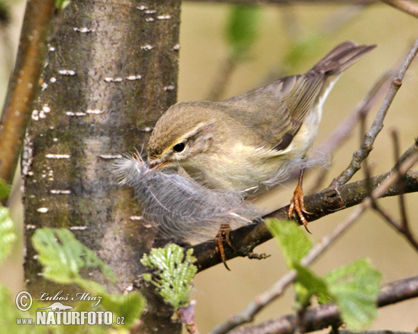 Phylloscopus trochilus