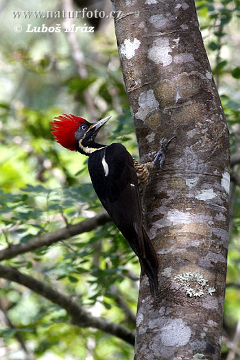 Pica-pau-de-banda-branca