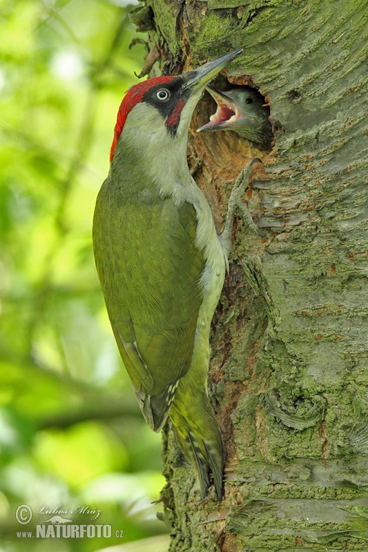 Pica-pau-verde