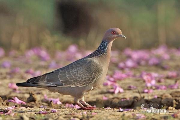 Picazuro Pigeon (Patagioenas picazuro)