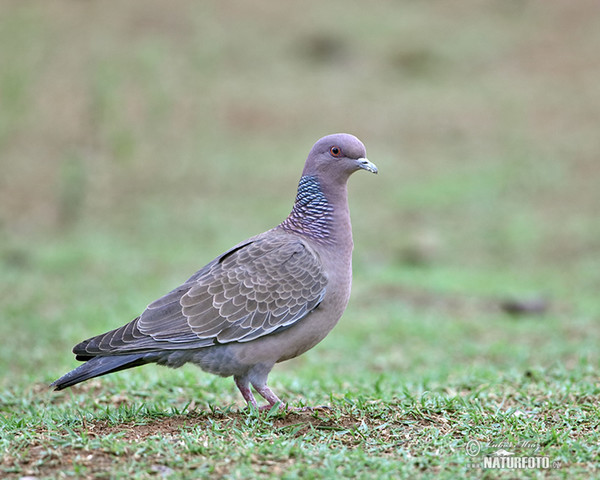 Picazuro Pigeon (Patagioenas picazuro)