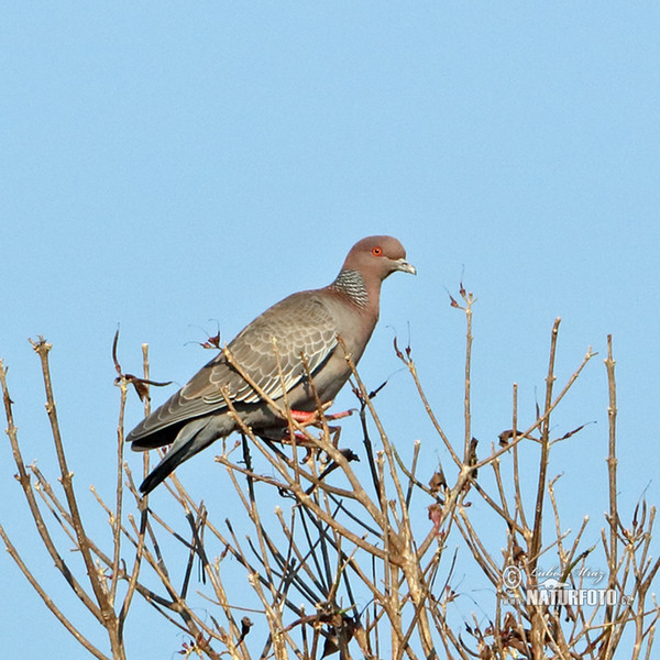 Picazuro Pigeon (Patagioenas picazuro)