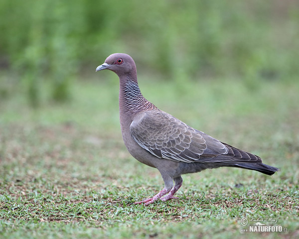 Picazuro Pigeon (Patagioenas picazuro)