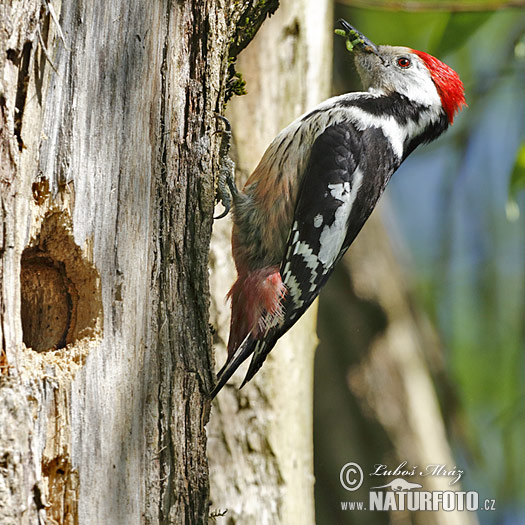 Picchio rosso mezzano