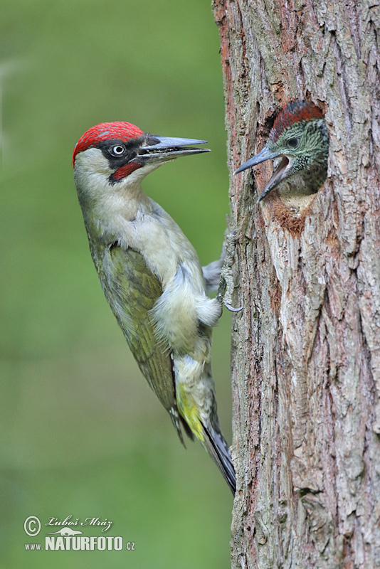 Picchio verde