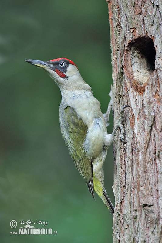 Picchio verde