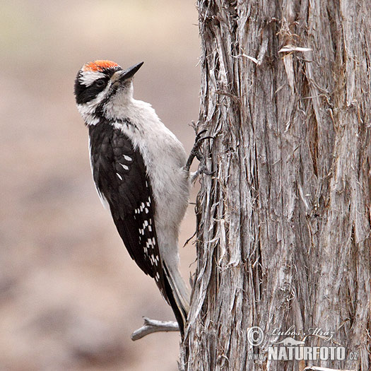 Picoides villosus