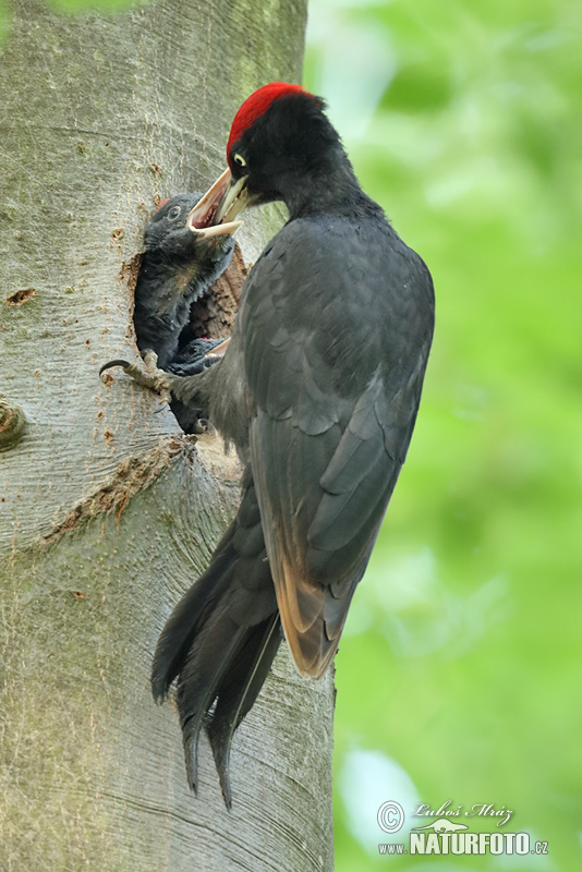 Picot negre