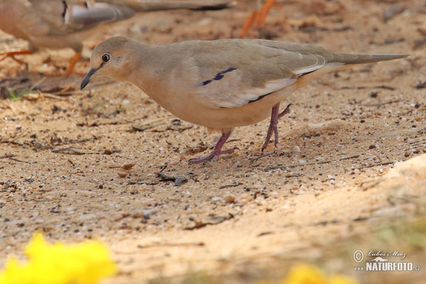 Picui Ground-Dove (Columbina picui)