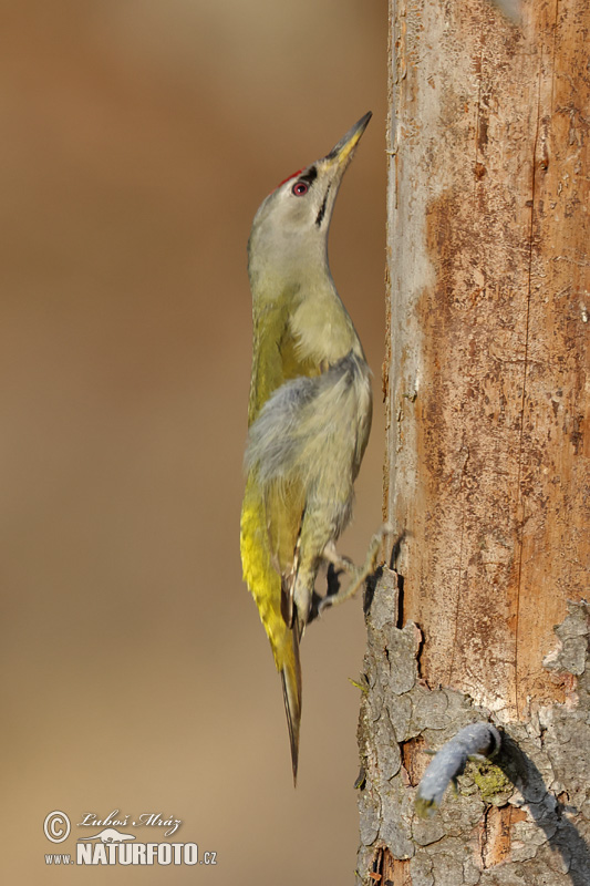 Picus canus