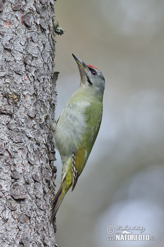 Picus canus