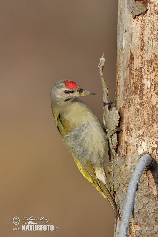 Picus canus