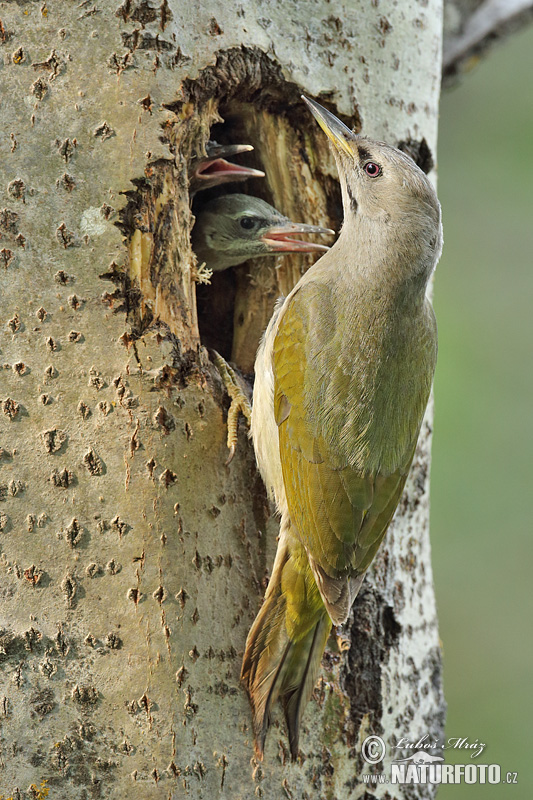 Picus canus