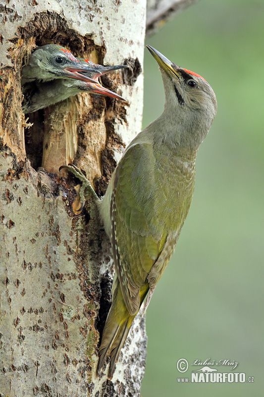 Picus canus