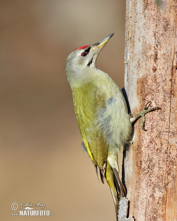 Picus canus