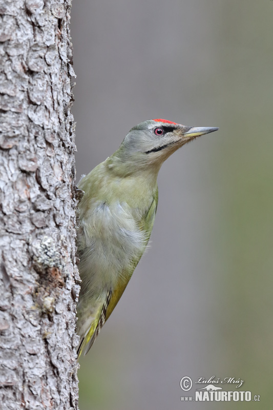 Picus canus