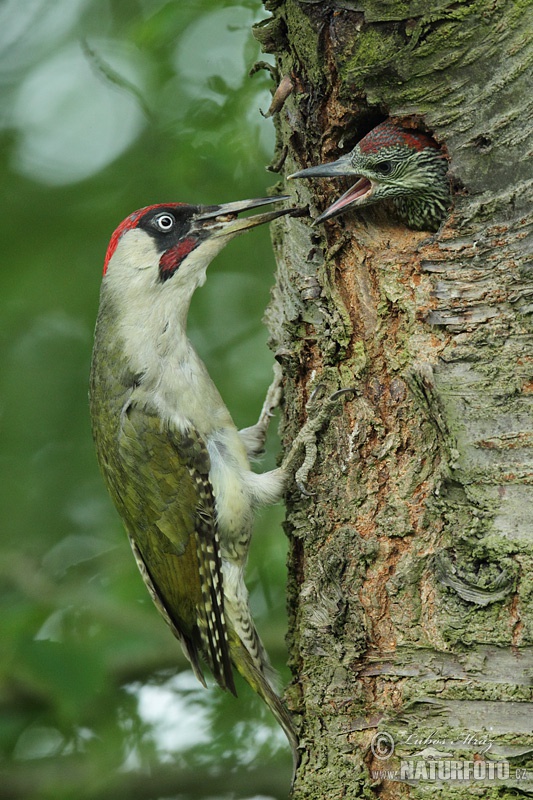 Picus viridis