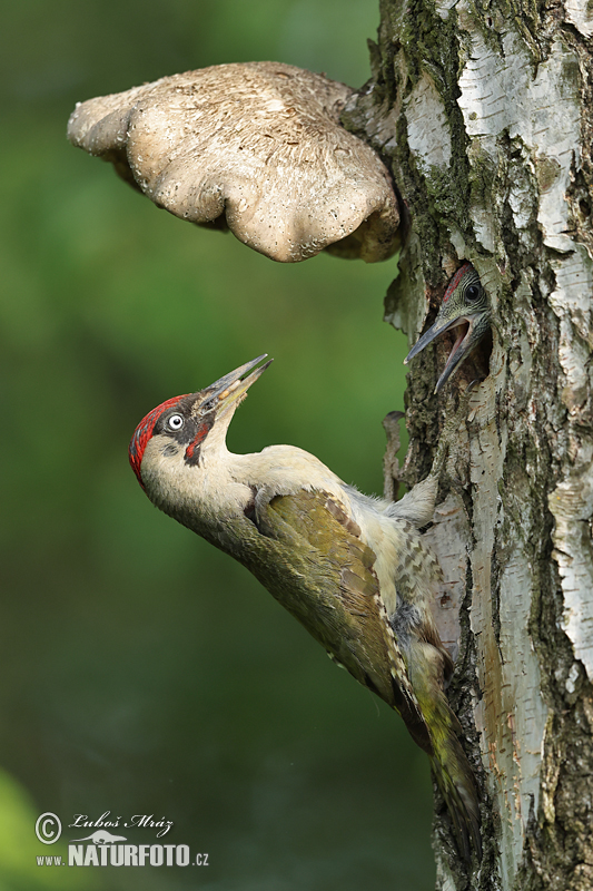 Picus viridis