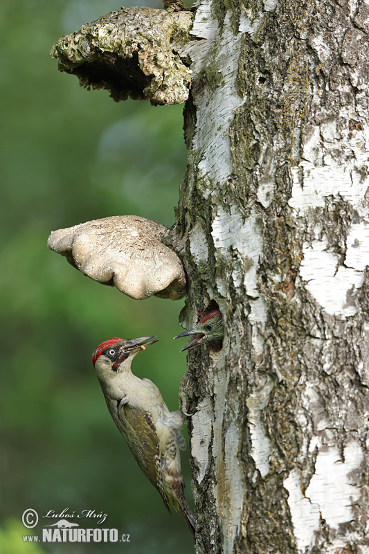 Picus viridis