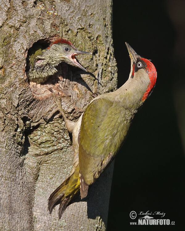 Picus viridis