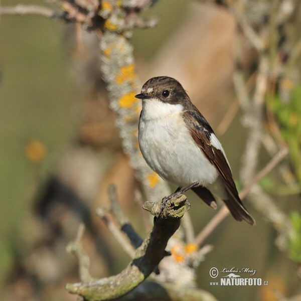 Pied Flycatcher (Ficedula hypoleuca)