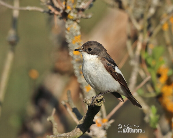 Pied Flycatcher (Ficedula hypoleuca)