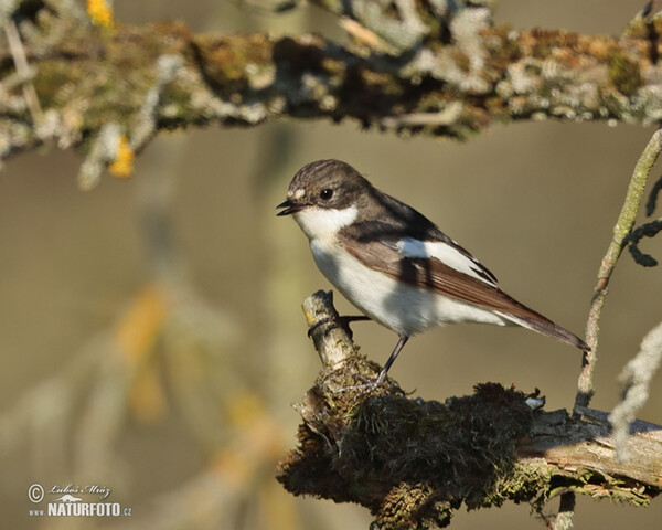 Pied Flycatcher (Ficedula hypoleuca)