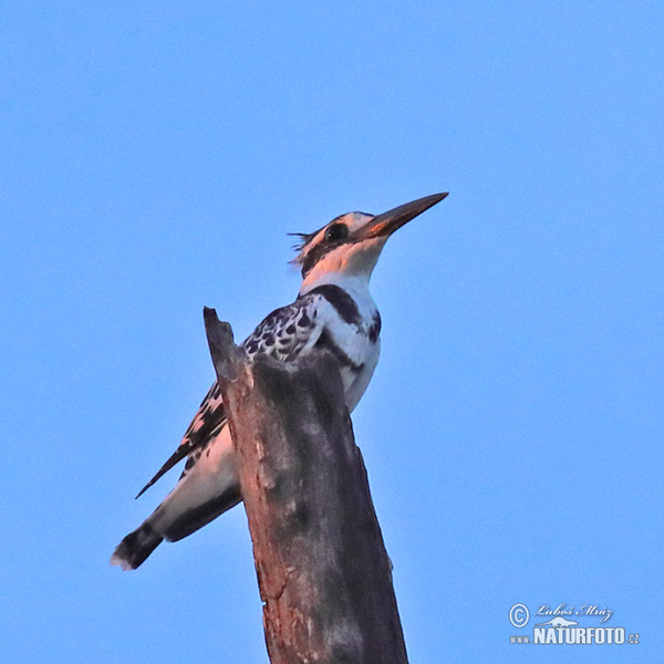 Pied Kingfisher (Ceryle rudis)