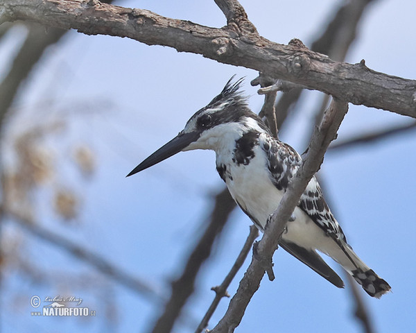 Pied Kingfisher (Ceryle rudis)