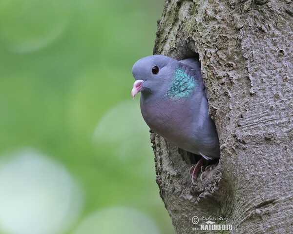 Pigeon colombin