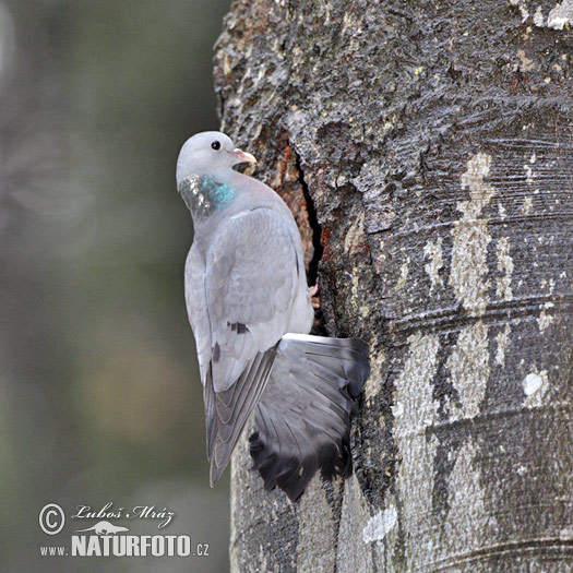 Pigeon colombin