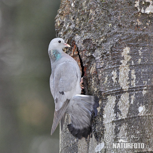 Pigeon colombin