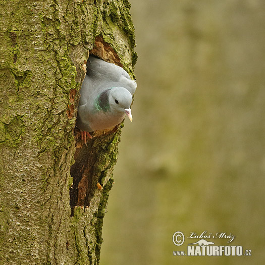 Pigeon colombin