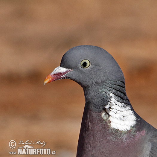 Pigeon ramier