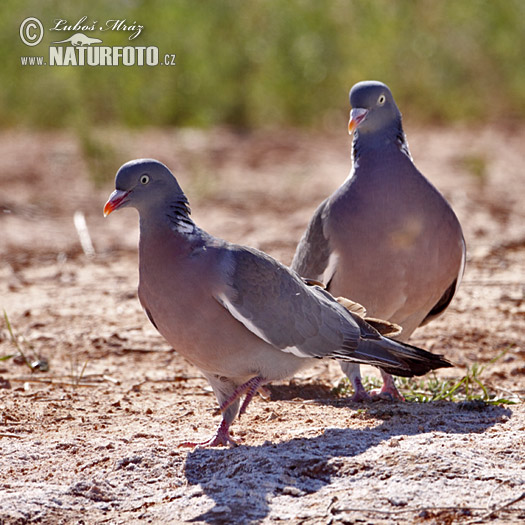 Pigeon ramier