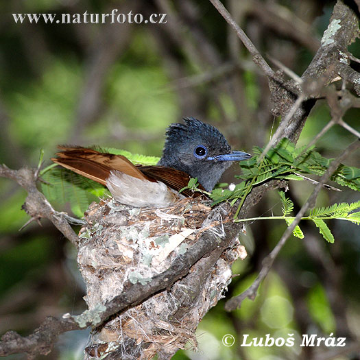 Pigliamosche del Paradiso africano
