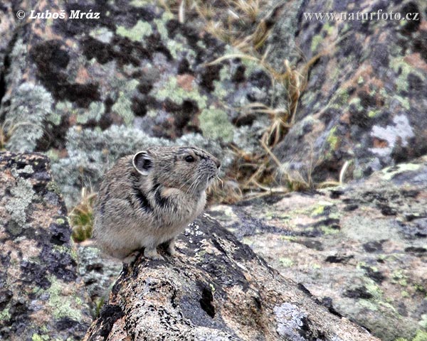 Pika américain