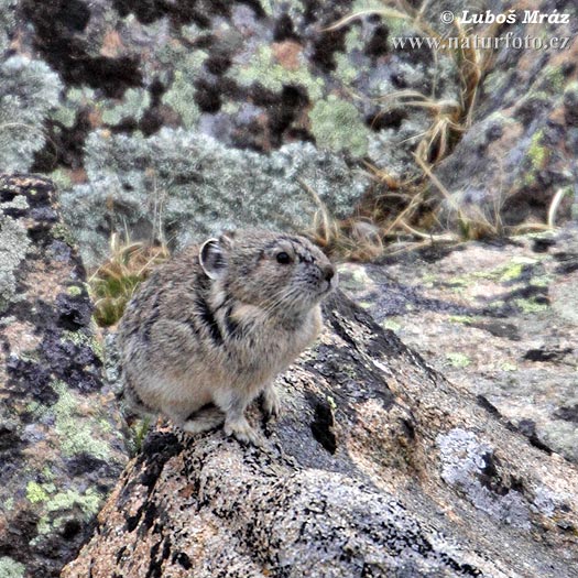 Pika-americana