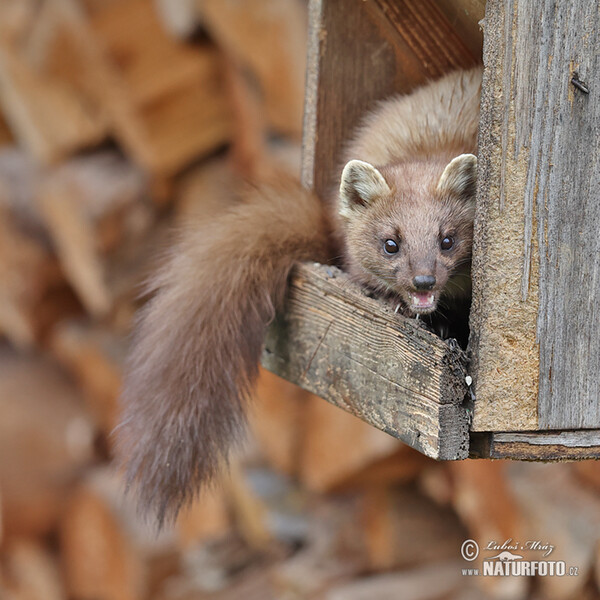 Pine Marten (Martes martes)