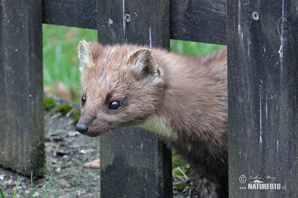 Pine Marten (Martes martes)