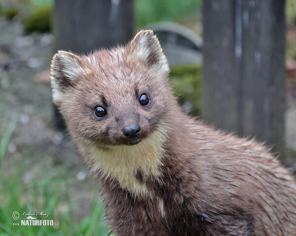 Pine Marten (Martes martes)