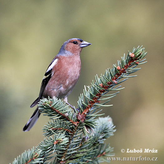 Pinson des arbres