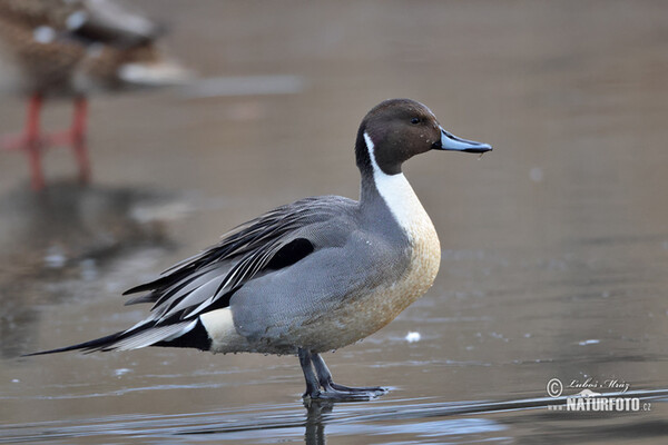 Pintail (Anas acuta)