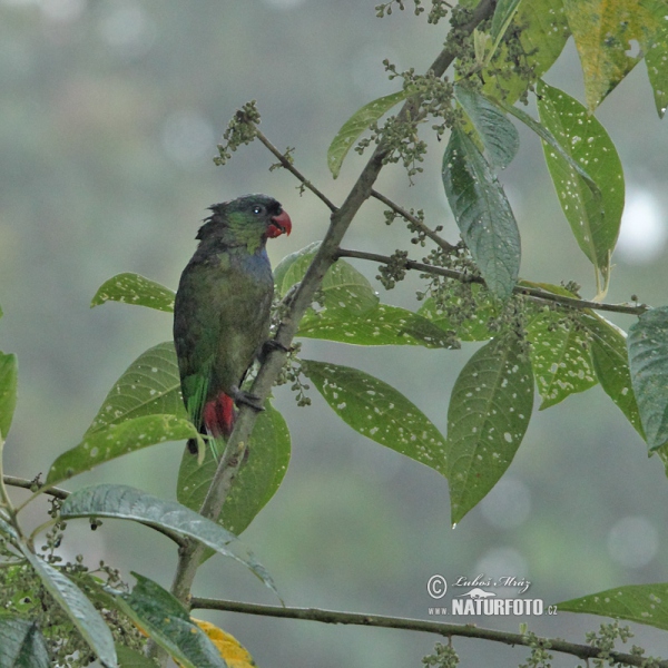 Pionus sordidus