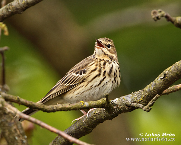 Pipit des arbres