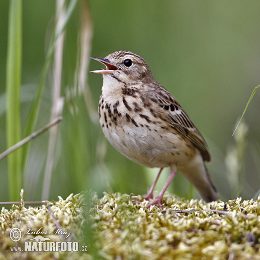 Pipit des arbres