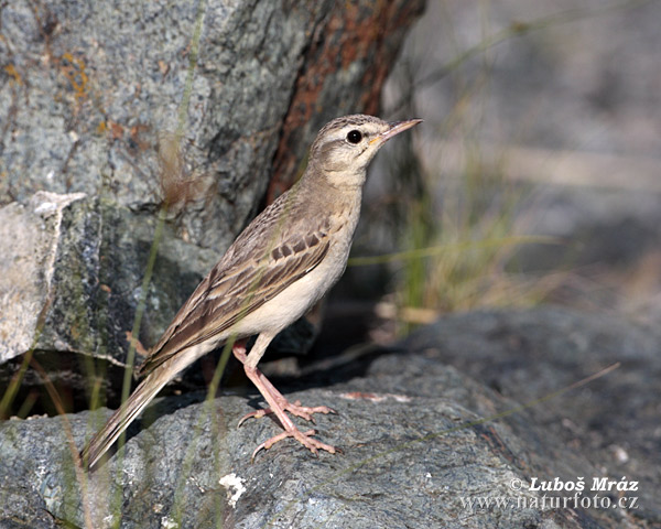 Pipit rousseline