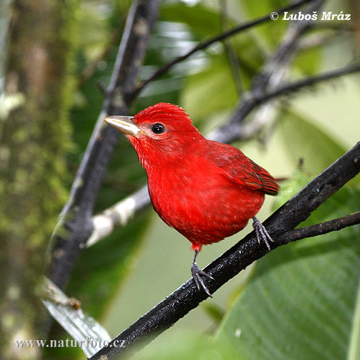 Piranga roja