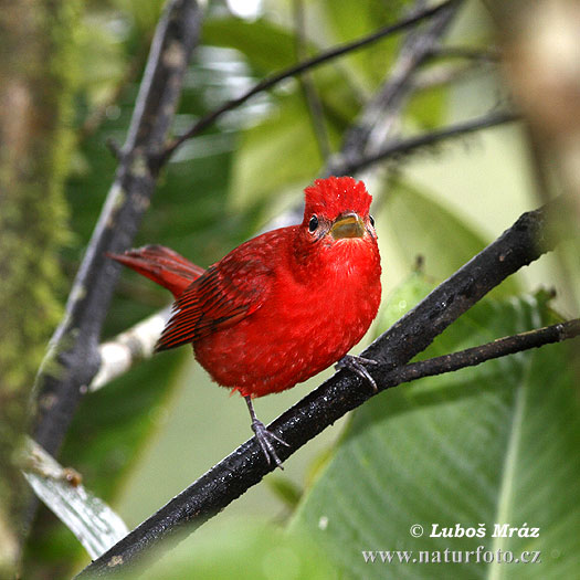 Piranga rubra