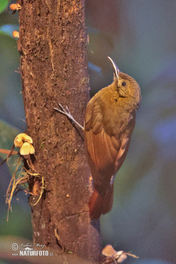 Plain-brown Woodcreeper (Dendrocincla fuliginosa)